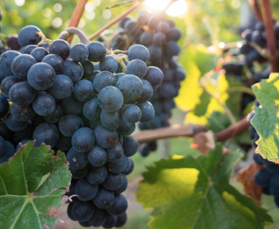 Ripe blue grapes on the vine in the sunlight